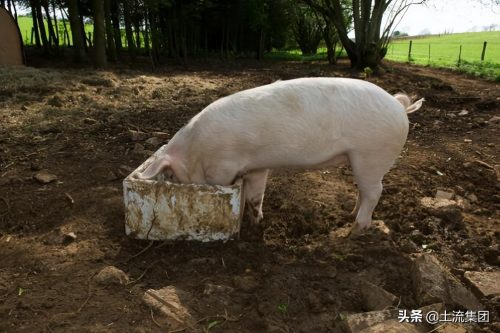 猪坚强在汶川大地震被困多少天（猪坚强在汶川被困多少天）插图