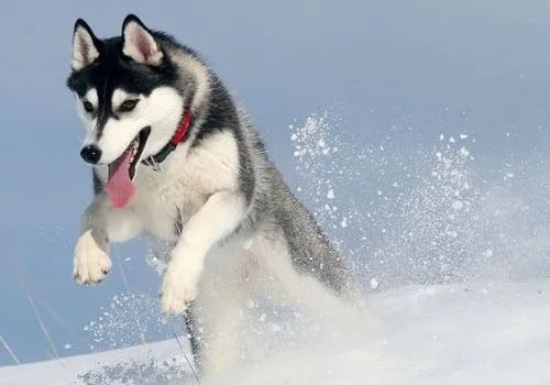 雪橇三傻是哪三种狗(被称为雪橇三傻的狗分别有哪些)插图4