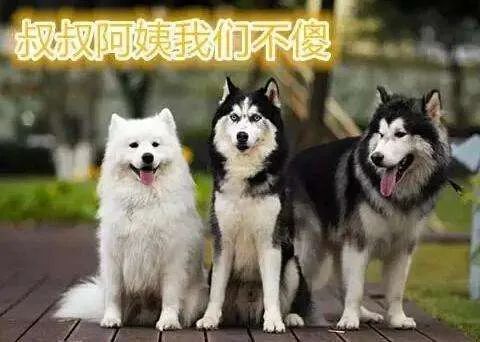 雪橇三傻是哪三种狗(被称为雪橇三傻的狗分别有哪些)插图