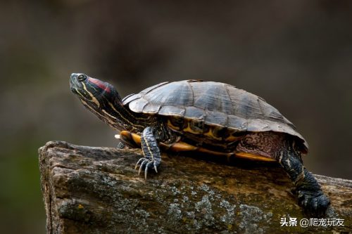 巴西龟最大可以长到多少厘米(巴西龟最大长到几厘米)插图