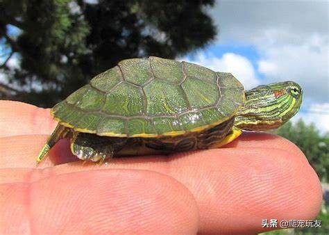 巴西龟最大可以长到多少厘米(巴西龟最大长到几厘米)插图5