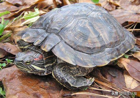 巴西龟最大可以长到多少厘米(巴西龟最大长到几厘米)插图2