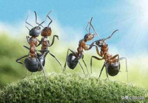 蚂蚁的资料(蚂蚁行为特点)插图4